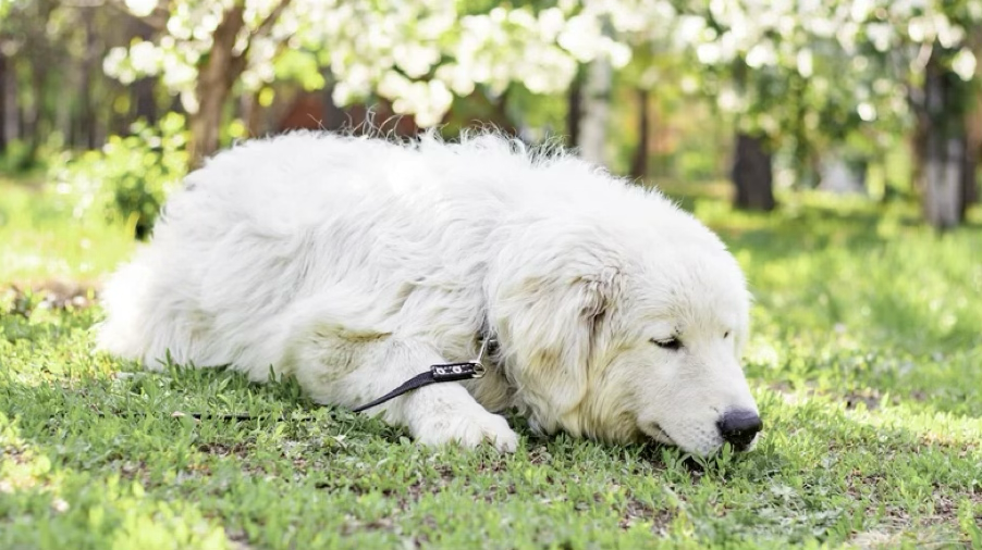 Les animaux les plus dangereux en France
