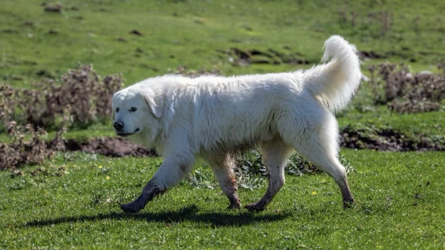Chien de berger Maremmano-Abruzzes