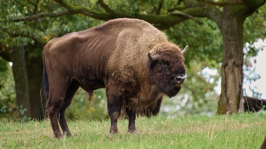 Bison européen