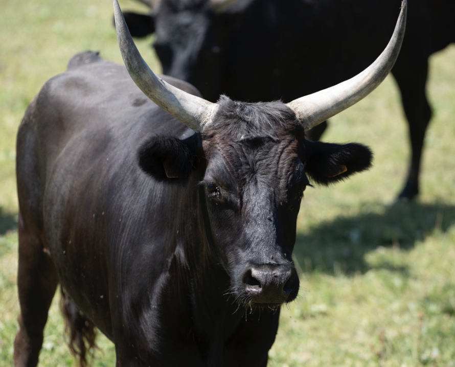 Taureau dans le jardin