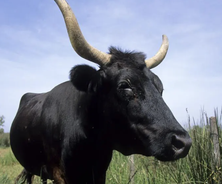 Intervention des autorités