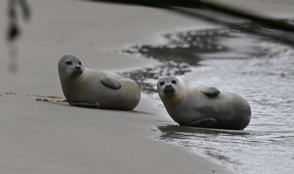 Un phoque sur la plage
