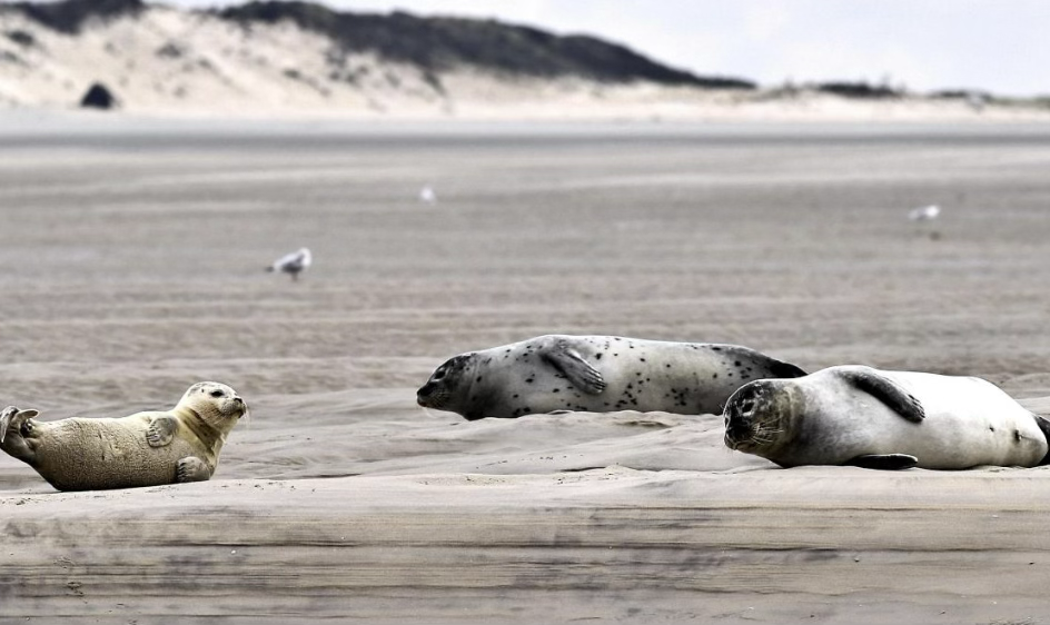 Les sauveteurs interviennent