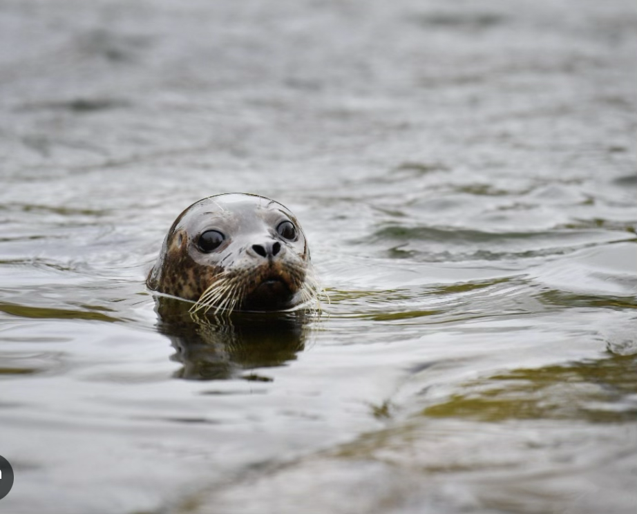 Les réseaux sociaux sous le charme