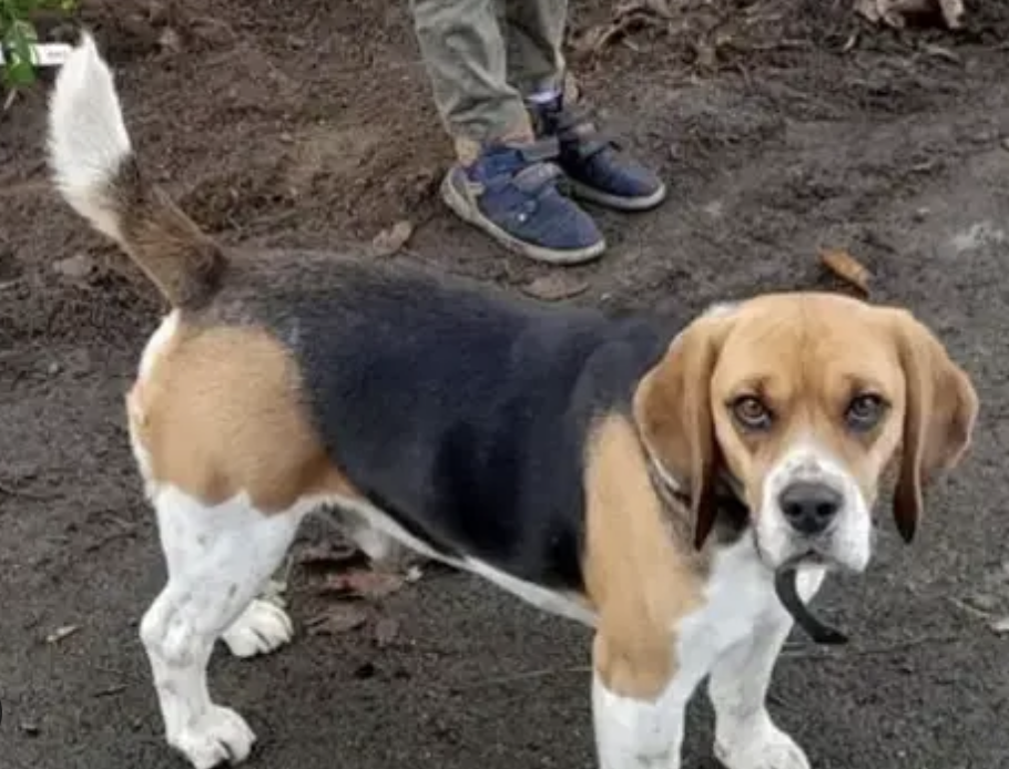 Naya la chienne sauveteuse