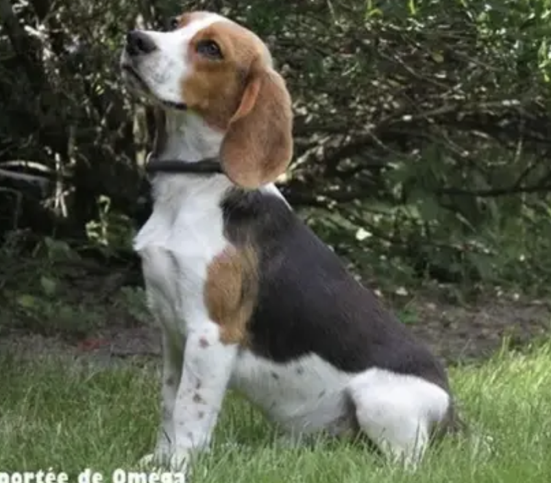 Héroïne à quatre pattes